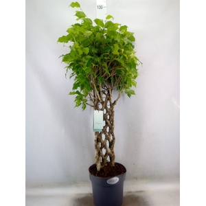 Ficus benja.   ...special shapes