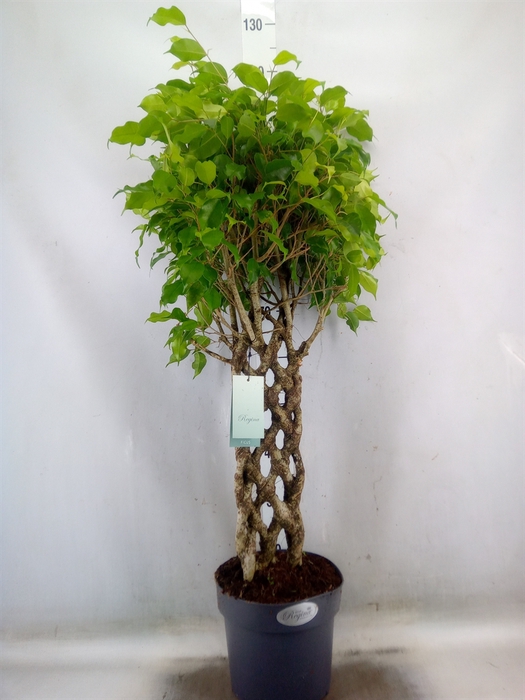 <h4>Ficus benja.   ...special shapes</h4>