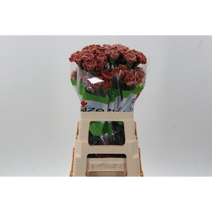 Di St Tinted Brownie