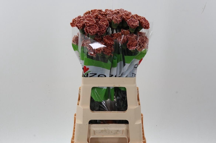 <h4>Di St Tinted Brownie</h4>