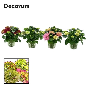 Hydrangea Bol diverse kleuren 7 - 12 kop in zink groen (Decorum)
