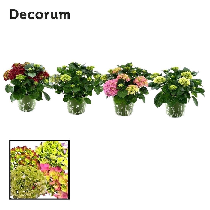 <h4>Hydrangea Bol diverse kleuren 7 - 12 kop in zink groen (Decorum)</h4>