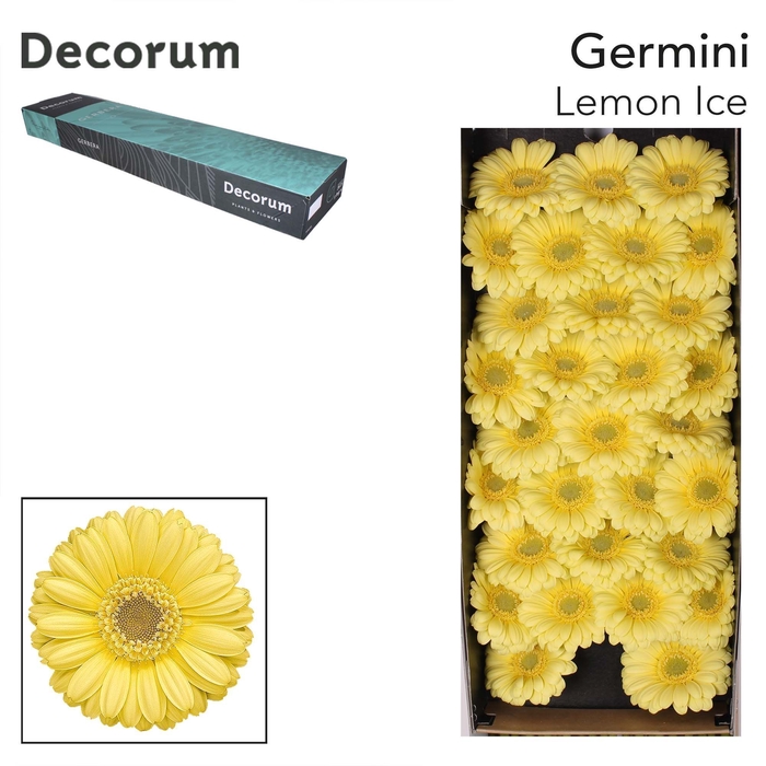 <h4>Germini Lemon Ice Doos</h4>