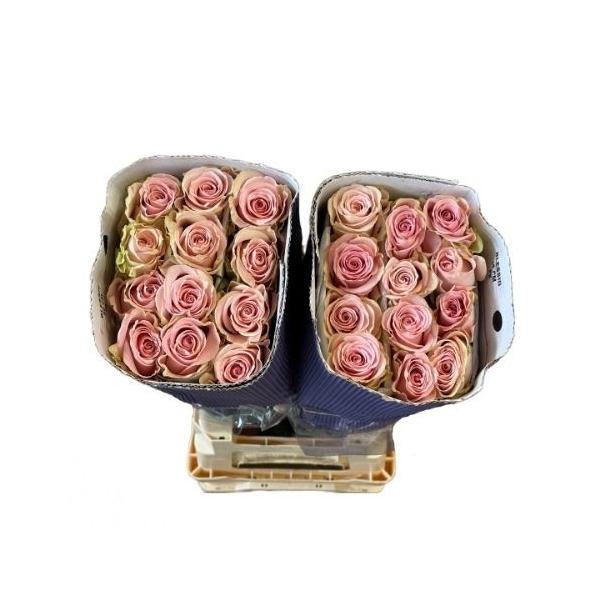 <h4>R Gr Blessing</h4>