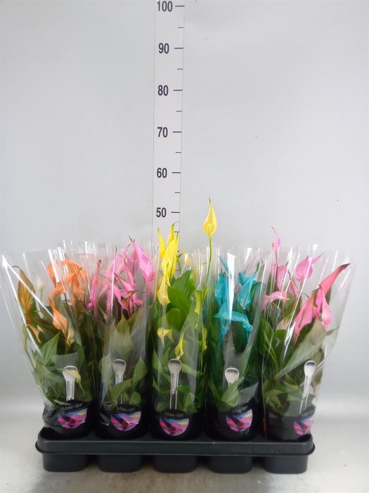 <h4>Spathiphyllum  'Bellini'</h4>