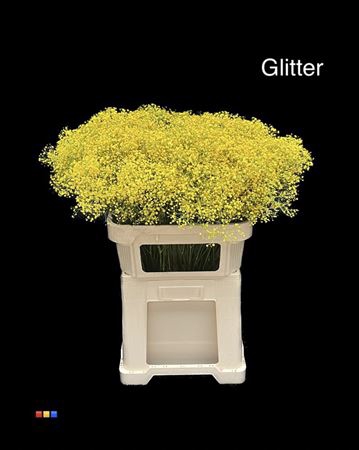 <h4>Gyps Million Star Yellow + Glit Bio</h4>