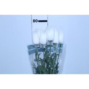 ANASTASIA WHITE 080 CM BRANCO