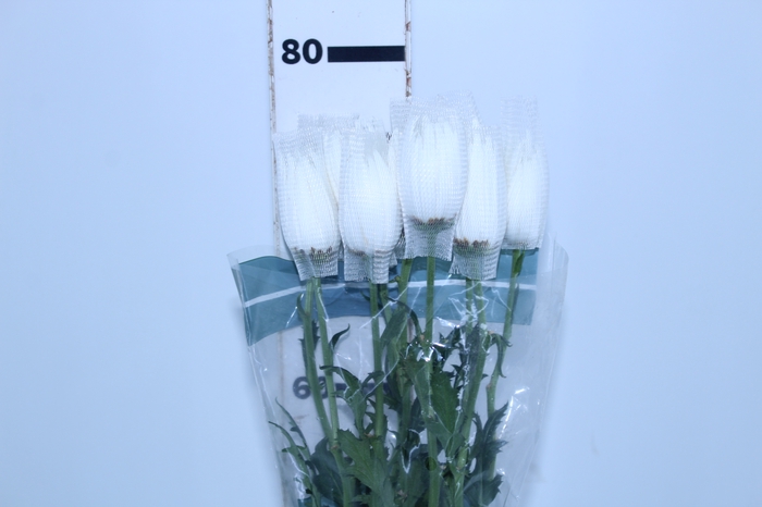 ANASTASIA WHITE 080 CM BRANCO