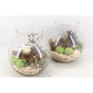 arr4 Amaryllis PL - Glas bol nek kl. x6