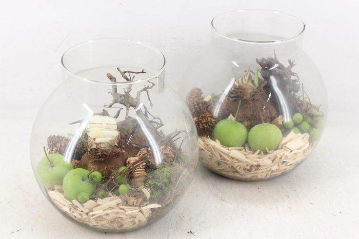 <h4>arr4 Amaryllis PL - Glas bol nek kl. x6</h4>