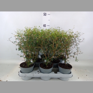 Sophora prostrata 'Little Baby'