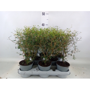 Sophora prostrata 'Little Baby'