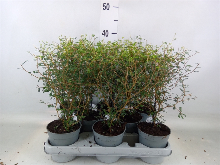 <h4>Sophora prostrata 'Little Baby'</h4>