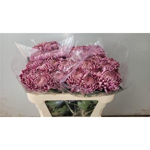 Chr G Bigoudi Purple
