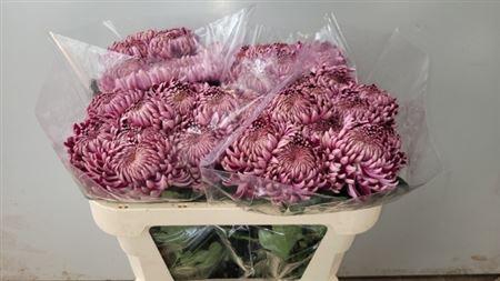 <h4>Chr G Bigoudi Purple</h4>