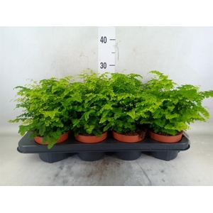 Adiantum raddi. 'Fritz-Luthi'