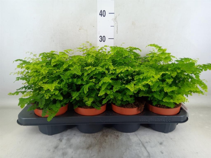 <h4>Adiantum raddi. 'Fritz-Luthi'</h4>