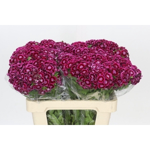 Dianthus Br Jolly