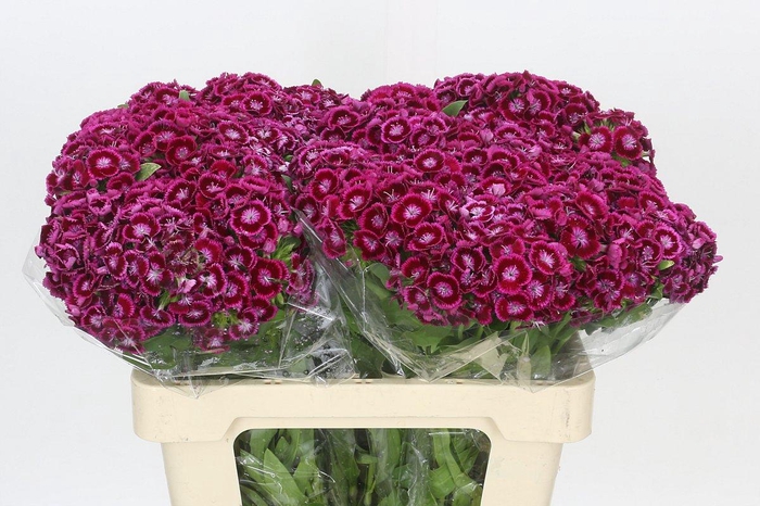 <h4>Dianthus Br Jolly</h4>