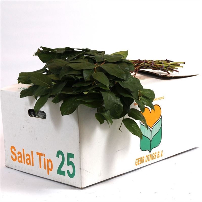 <h4>Salal Tip Naamdoos</h4>