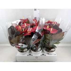 Anthurium andr. 'Coral Champion'