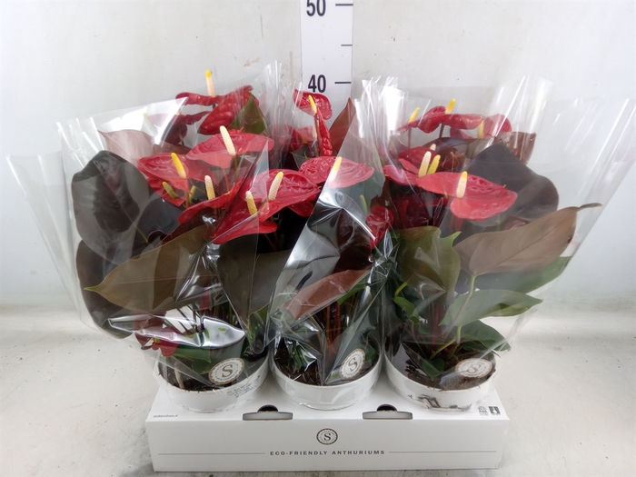 <h4>Anthurium andr. 'Coral Champion'</h4>