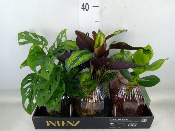 <h4>Planten  ..mix</h4>