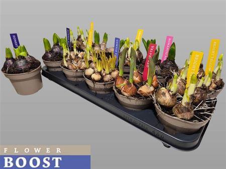 <h4>Bolbloemen Gem</h4>