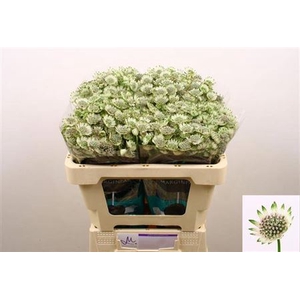 Astrantia Billion Stars Xl