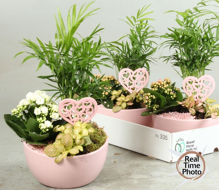 <h4>ARR KAMERPL</h4>