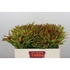 Leucadendron Ayoba Cherry Pearl