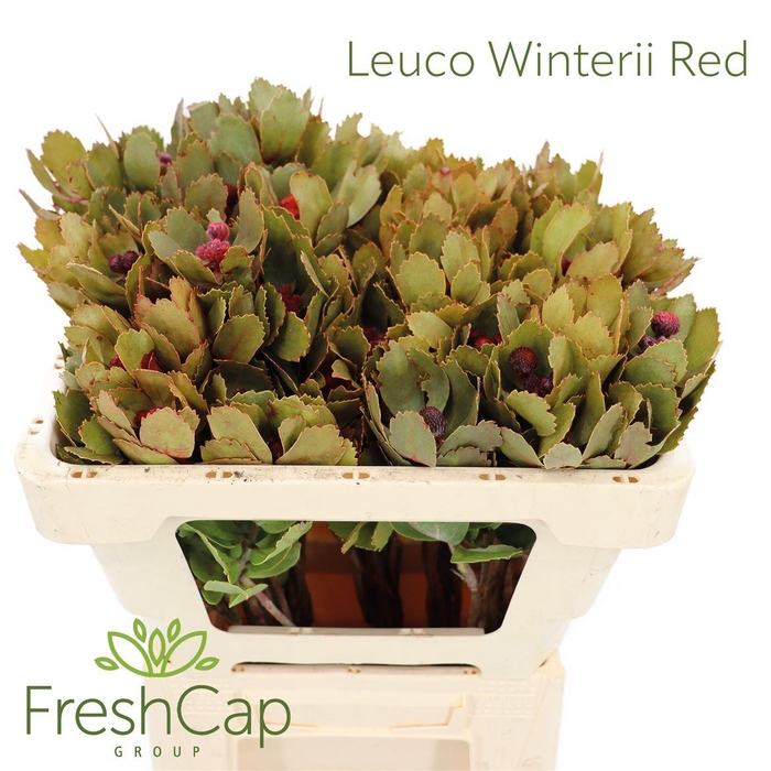 <h4>Leuco Winterii Pink</h4>