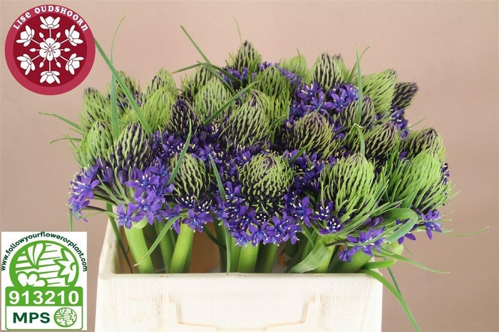 <h4>SCIL PERUVIANA</h4>