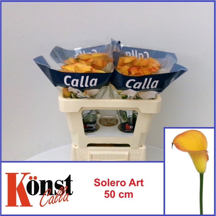 <h4>ZANT SOLERO ART</h4>