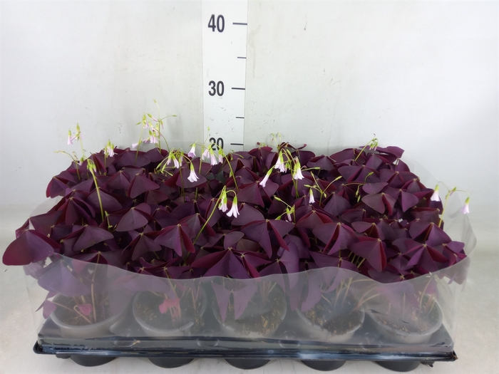 <h4>Oxalis trian. 'Mijke'</h4>