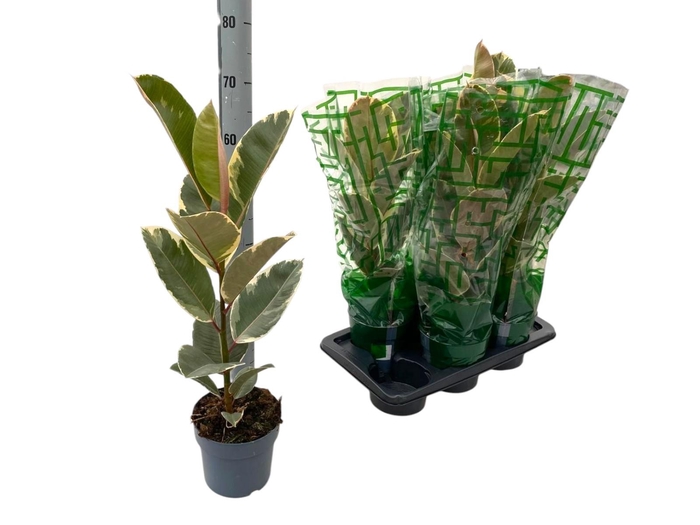 <h4>FIC EL TINEKE</h4>