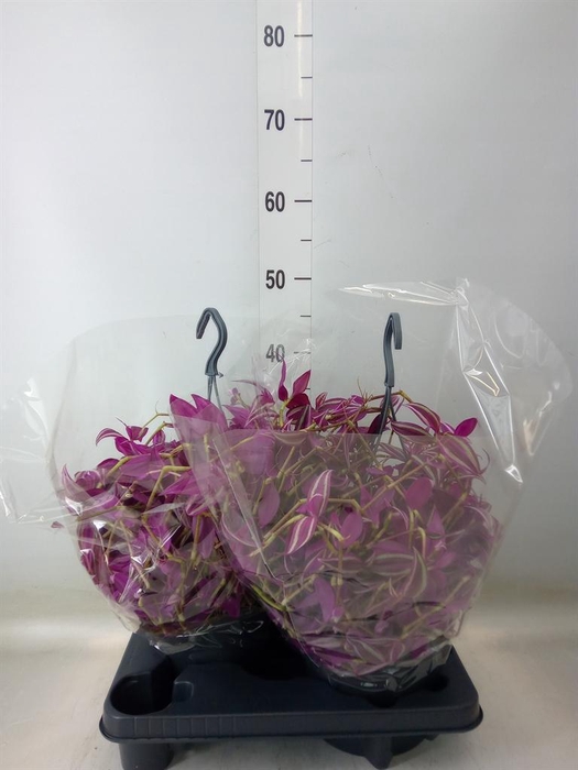 <h4>Tradescantia zebr. 'Pink Paradise'</h4>