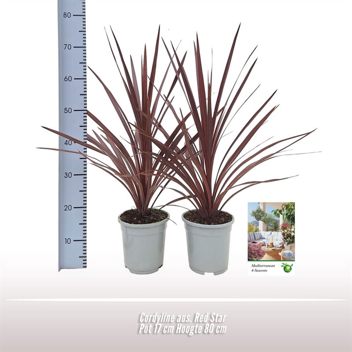 <h4>Cordyline aus. Red Star</h4>