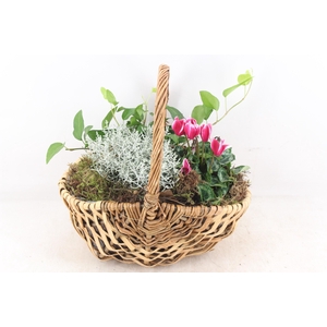 arr4 Outdoor PL - Mand diana 285/4