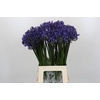 Agapanthus EYFORI Blue