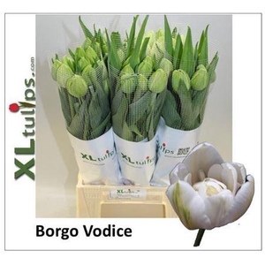 Tu Fr Du Borgo Vodice