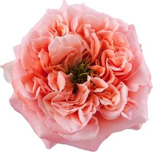 Rosa ec mandarin expression