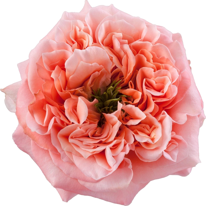 <h4>Rosa ec mandarin expression</h4>