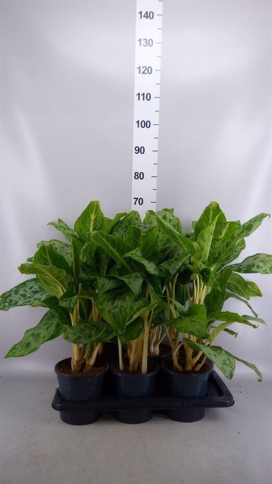 <h4>Aglaonema  'Peacock'</h4>