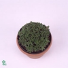 Sedum oreganum