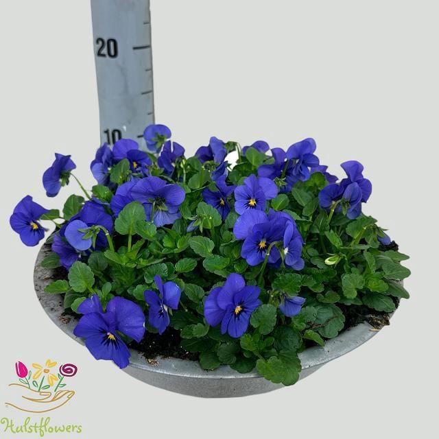 <h4>VIO CO SOR XP TR BLU</h4>