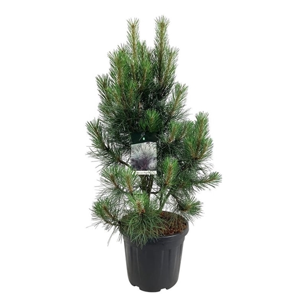 <h4>Pinus nigra 'Pyramidalis'</h4>