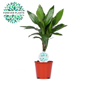 Dracaena Janet Lind p14