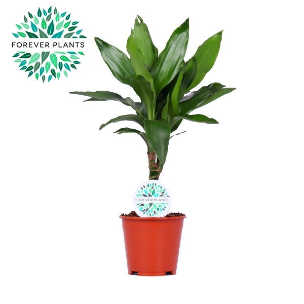 <h4>Dracaena Janet Lind p14</h4>