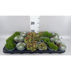 Sempervivum   ...mix